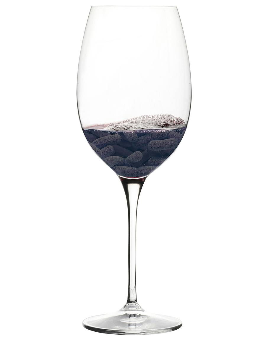 bacterias lácticas vino